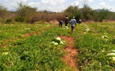Melonenernte im Keniaprojekt
